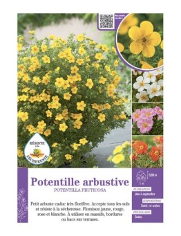 POTENTILLA FRUTICOSA voir POTENTILLE ARBUSTIVE