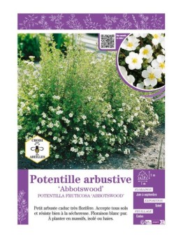 POTENTILLA FRUTICOSA ABBOTSWOOD voir Potentille arbustive