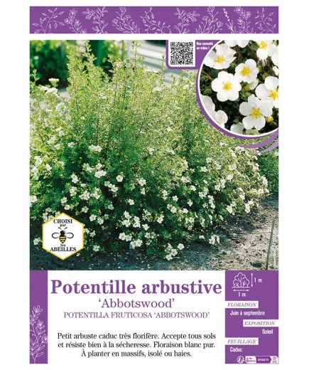 POTENTILLA FRUTICOSA ABBOTSWOOD voir Potentille arbustive