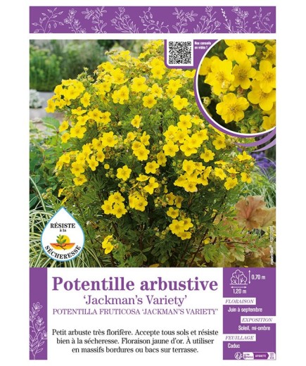 POTENTILLA FRUTICOSA JACKMAN’S VARIETY voir Potentille arbustive