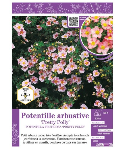 POTENTILLA FRUTICOSA PRETTY POLLY voir Potentille arbustive