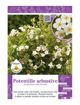 POTENTILLA FRUTICOSA voir POTENTILLE ARBUSTIVE (blanche)