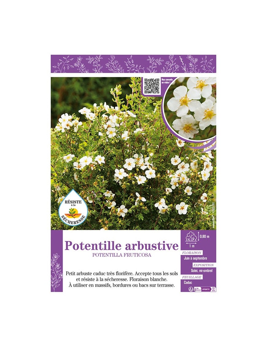 POTENTILLA FRUTICOSA voir POTENTILLE ARBUSTIVE (blanche)