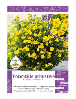 POTENTILLA FRUTICOSA voir POTENTILLE ARBUSTIVE (jaune)