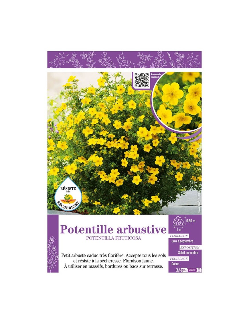 POTENTILLA FRUTICOSA voir POTENTILLE ARBUSTIVE (jaune)