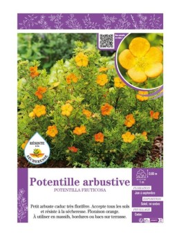 POTENTILLA FRUTICOSA voir POTENTILLE ARBUSTIVE (orange)
