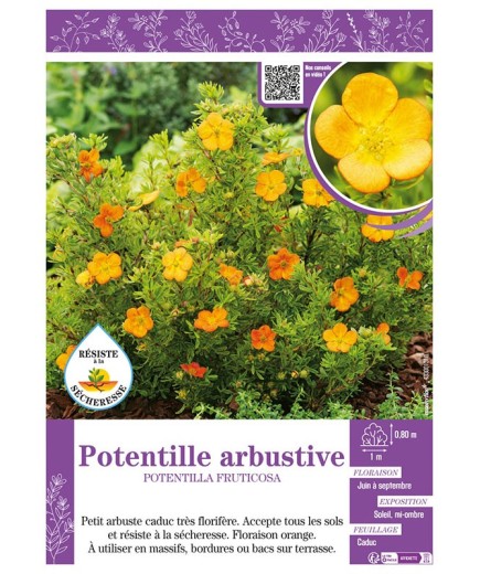 POTENTILLA FRUTICOSA voir POTENTILLE ARBUSTIVE (orange)