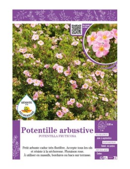 POTENTILLA FRUTICOSA voir POTENTILLE ARBUSTIVE (rose)