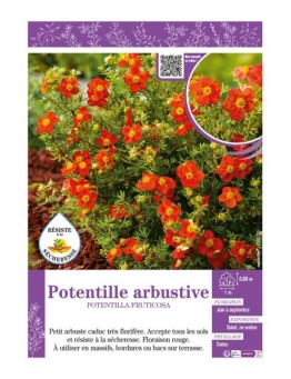 POTENTILLA FRUTICOSA voir POTENTILLE ARBUSTIVE (rouge)