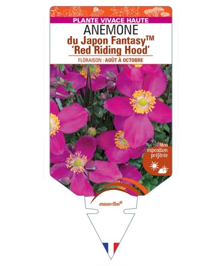 ANEMONE hupehensis FantasyTM Red Riding Hood voir Anémone du Japon