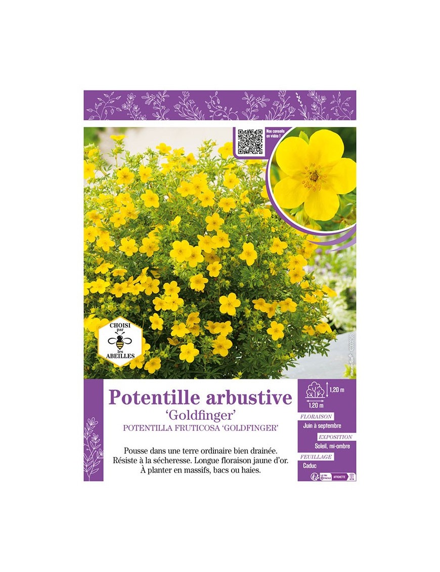 POTENTILLA FRUTICOSA GOLDFINGER voir POTENTILLE ARBUSTIVE