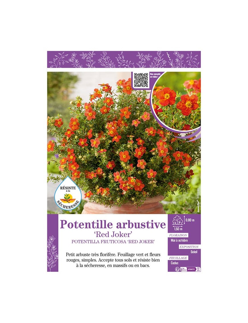 POTENTILLA FRUTICOSA RED JOKER voir POTENTILLE ARBUSTIVE