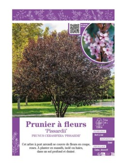 PRUNUS CERASIFERA PISSARDII voir PRUNIER À FLEURS
