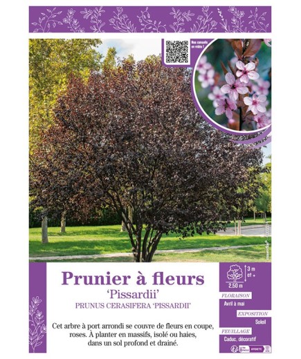 PRUNUS CERASIFERA PISSARDII voir PRUNIER À FLEURS