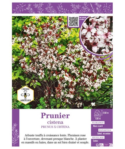 PRUNUS X CISTENA voir PRUNIER (des sables)
