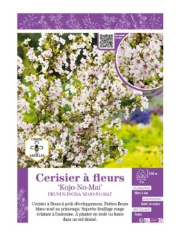 PRUNUS INCISA KOJO-NO-MAI voir CERISIER À FLEURS