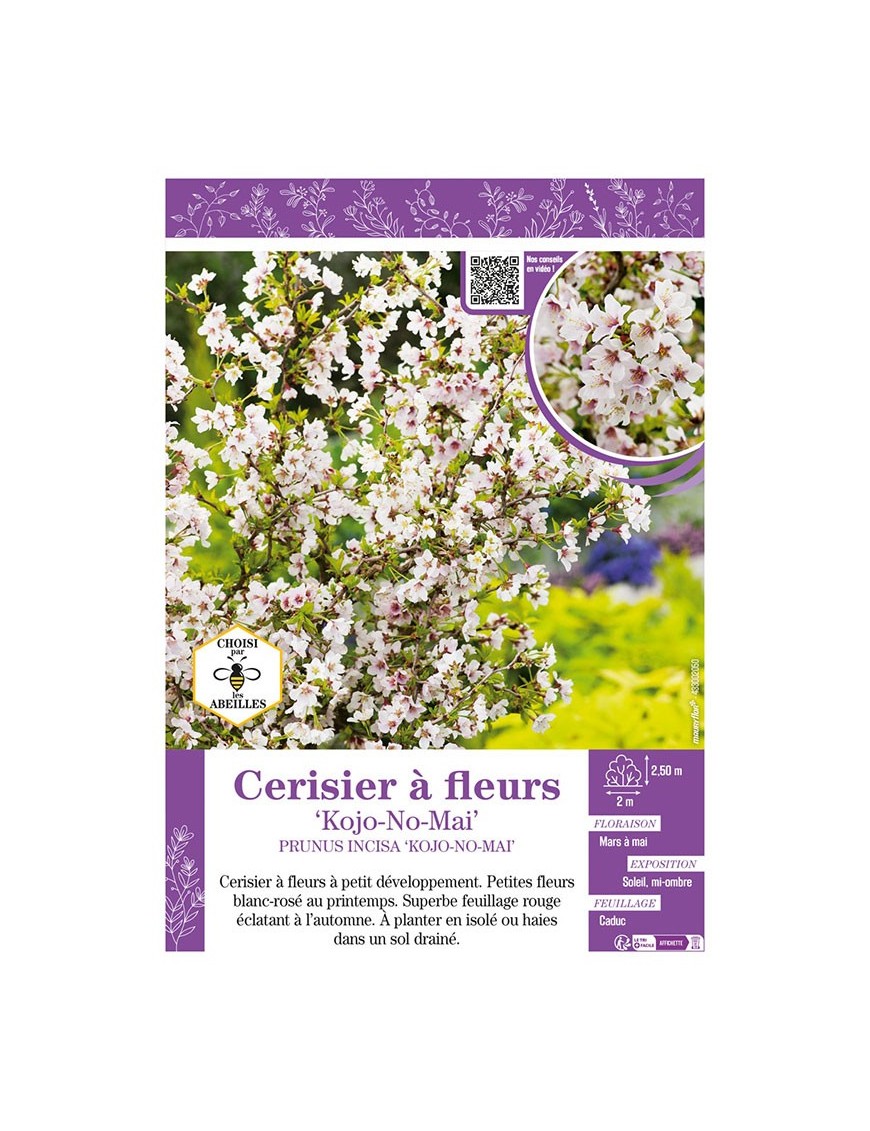 PRUNUS INCISA KOJO-NO-MAI voir CERISIER À FLEURS