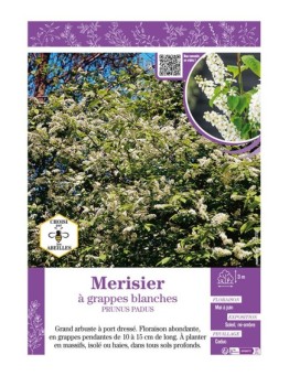 PRUNUS PADUS voir Merisier à grappes blanches