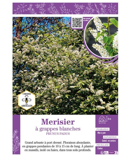 PRUNUS PADUS voir Merisier à grappes blanches