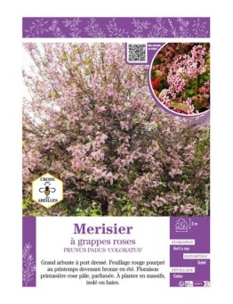 PRUNUS PADUS COLORATUS voir Merisier à grappes roses