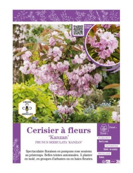 PRUNUS SERRULATA KANZAN voir CERISIER À FLEURS