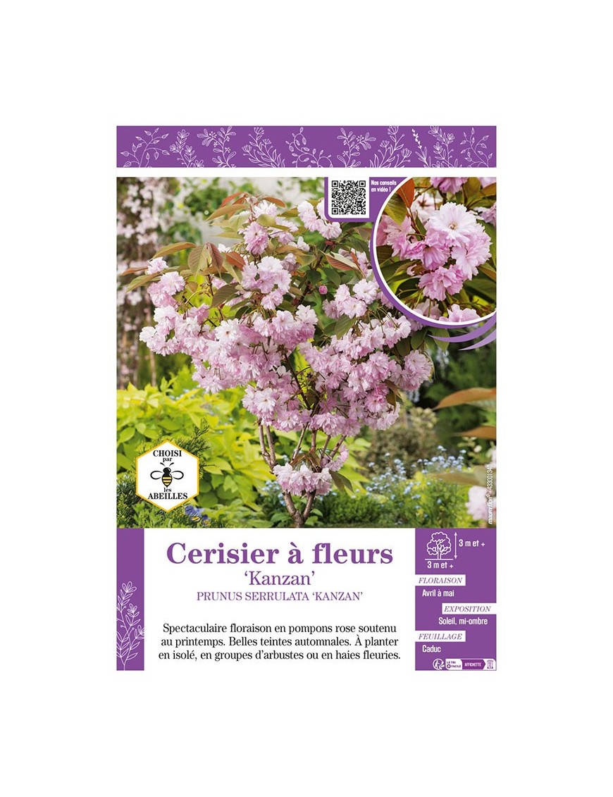 PRUNUS SERRULATA KANZAN voir CERISIER À FLEURS