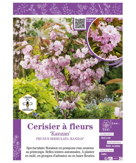 PRUNUS SERRULATA KANZAN voir CERISIER À FLEURS