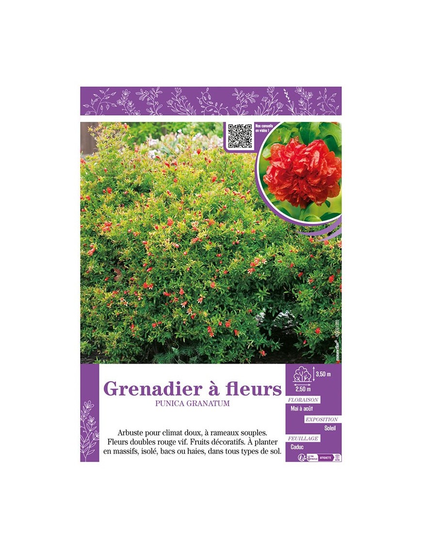 PUNICA GRANATUM voir GRENADIER À FLEURS