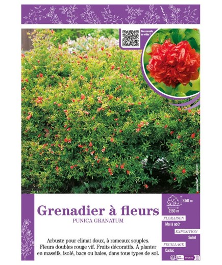 PUNICA GRANATUM voir GRENADIER À FLEURS