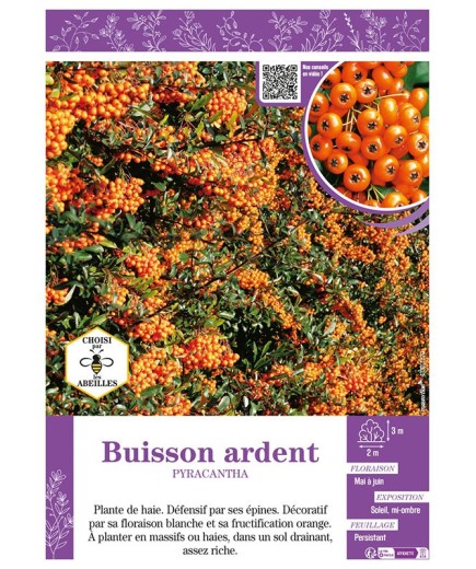 PYRACANTHA voir BUISSON ARDENT (orange)