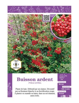 PYRACANTHA voir BUISSON ARDENT (rouge)