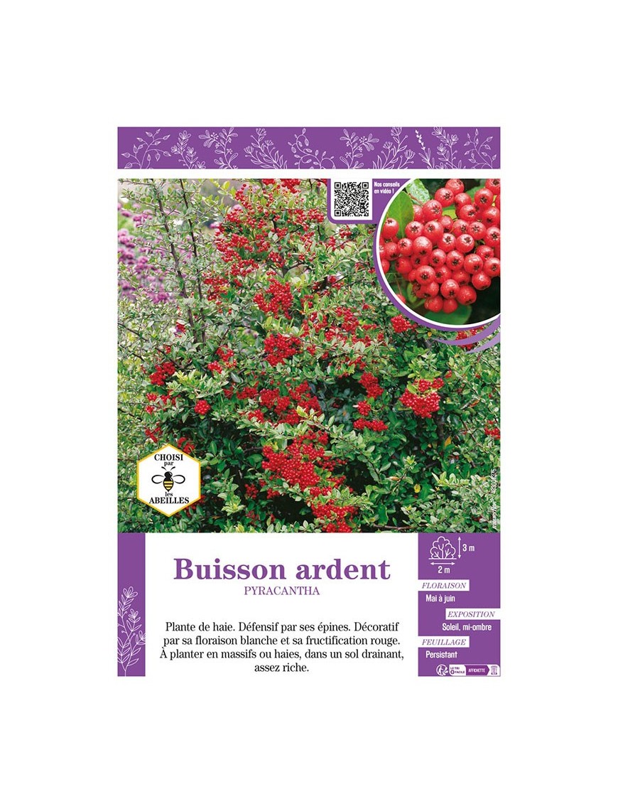 PYRACANTHA voir BUISSON ARDENT (rouge)