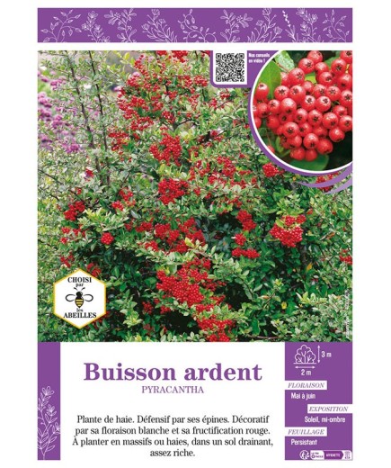 PYRACANTHA voir BUISSON ARDENT (rouge)