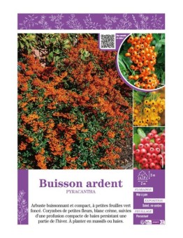 PYRACANTHA voir BUISSON ARDENT (varié)