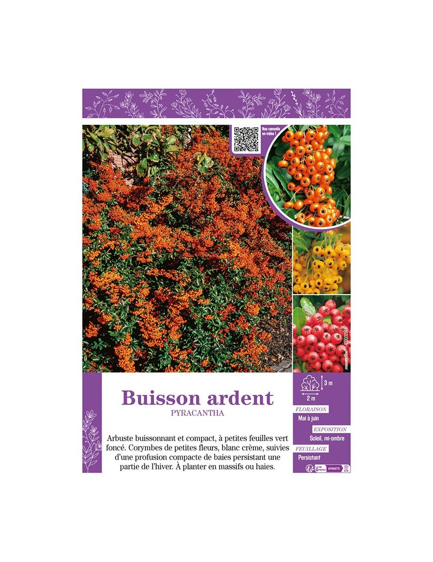PYRACANTHA voir BUISSON ARDENT (varié)