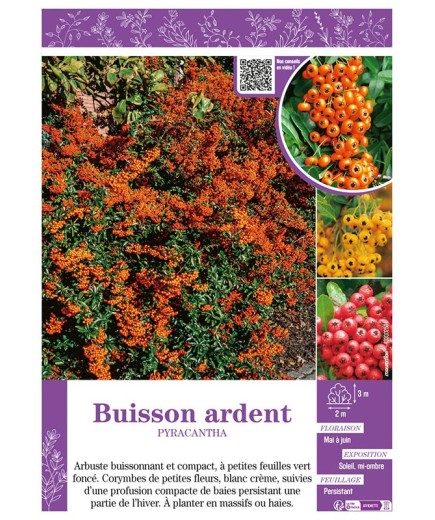 PYRACANTHA voir BUISSON ARDENT (varié)