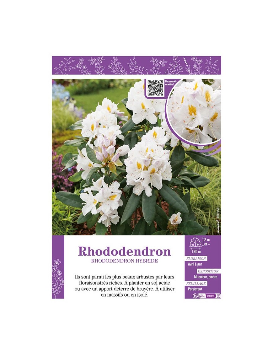 RHODODENDRON HYBRIDE (blanc)