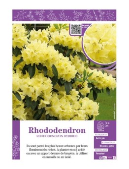 RHODODENDRON HYBRIDE (jaune)