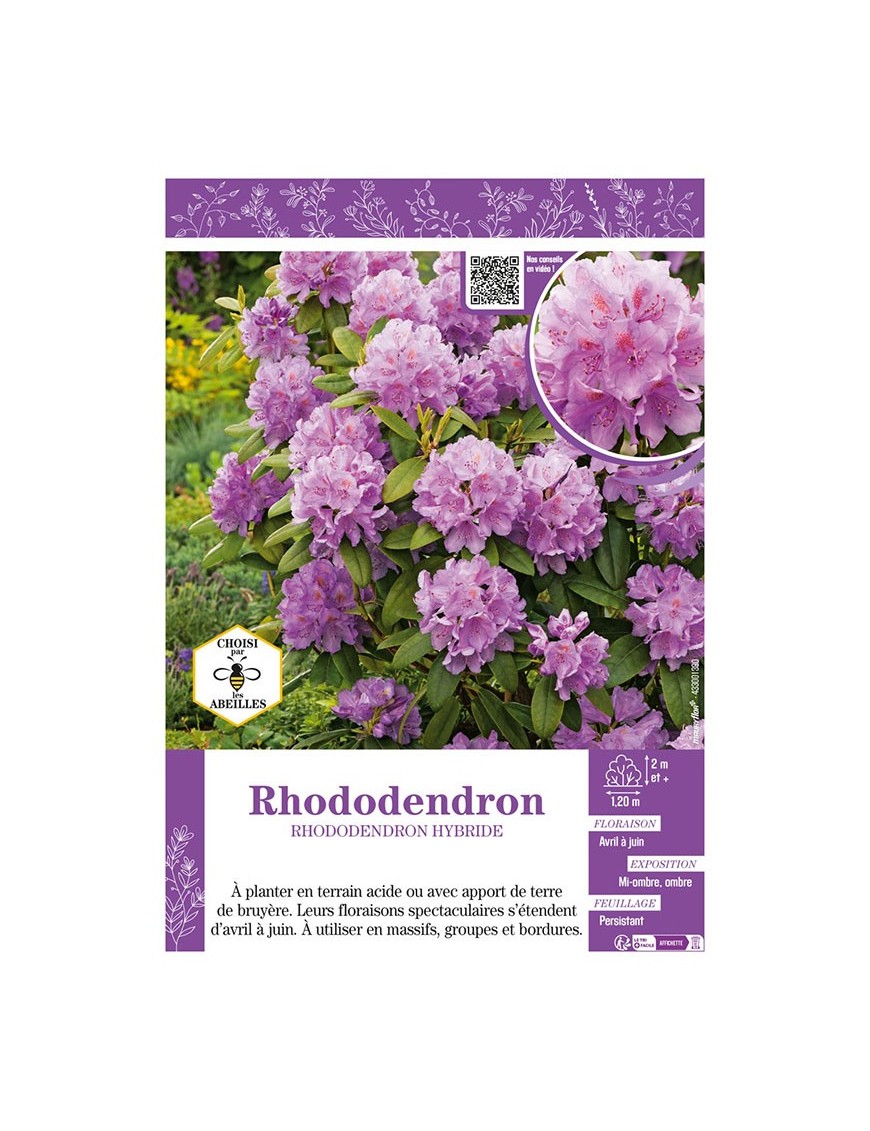 RHODODENDRON HYBRIDE (mauve)