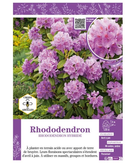 RHODODENDRON HYBRIDE (mauve)