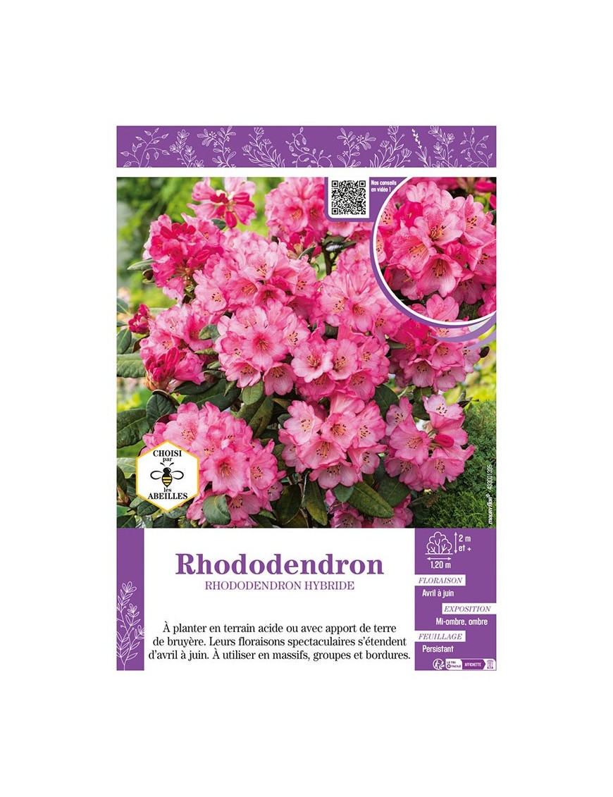 RHODODENDRON HYBRIDE (rose)