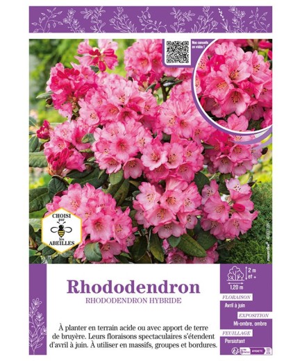RHODODENDRON HYBRIDE (rose)