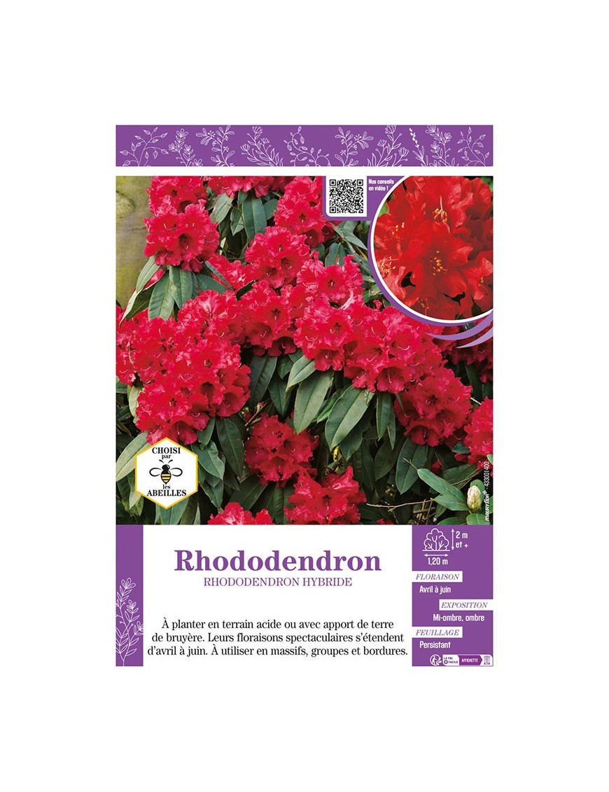 RHODODENDRON HYBRIDE (rouge)