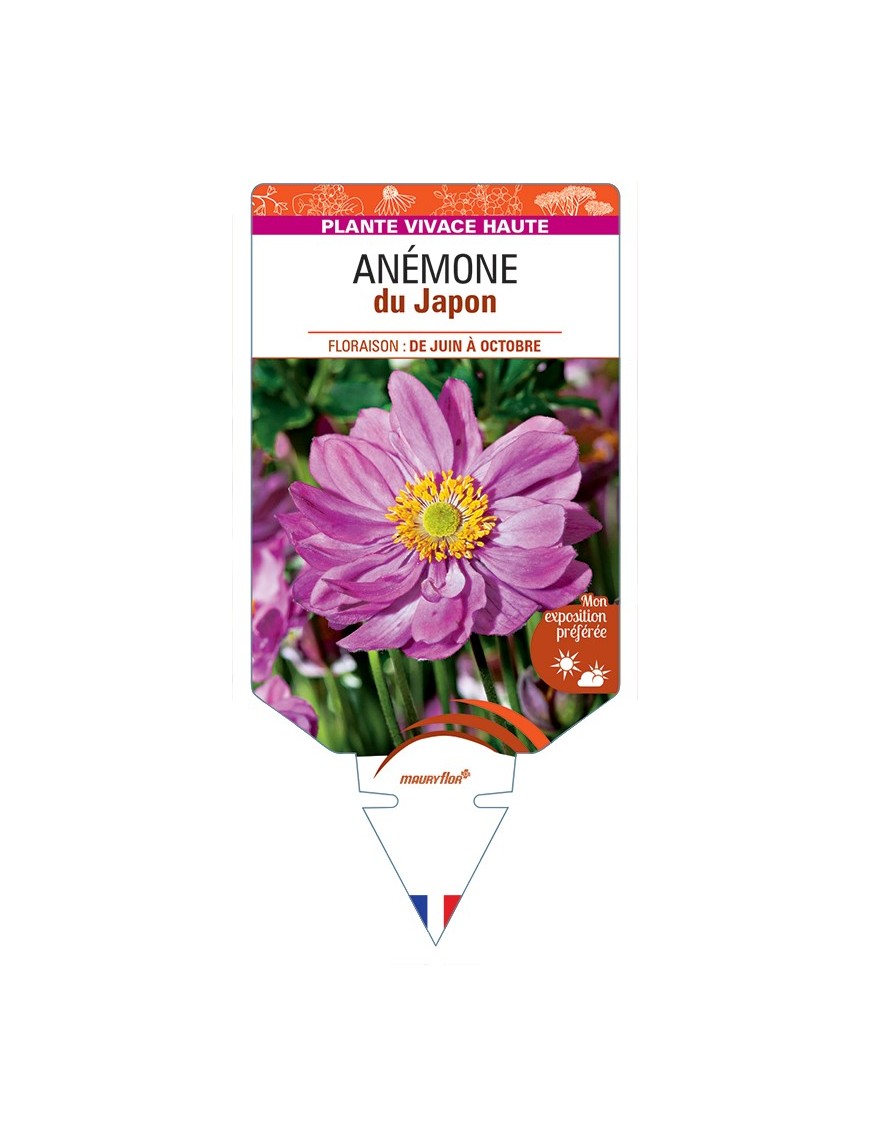 ANEMONE hupehensis japonaise voir Anémone du Japon (rose)
