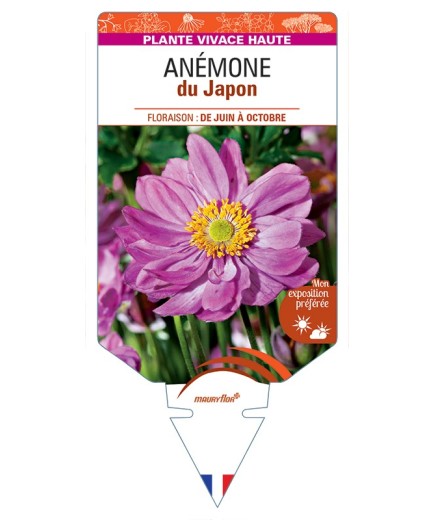ANEMONE hupehensis japonaise voir Anémone du Japon (rose)