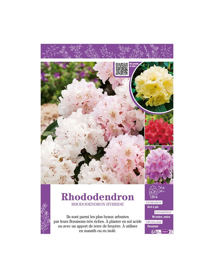 RHODODENDRON HYBRIDE (varié)