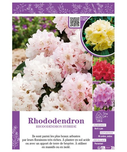 RHODODENDRON HYBRIDE (varié)