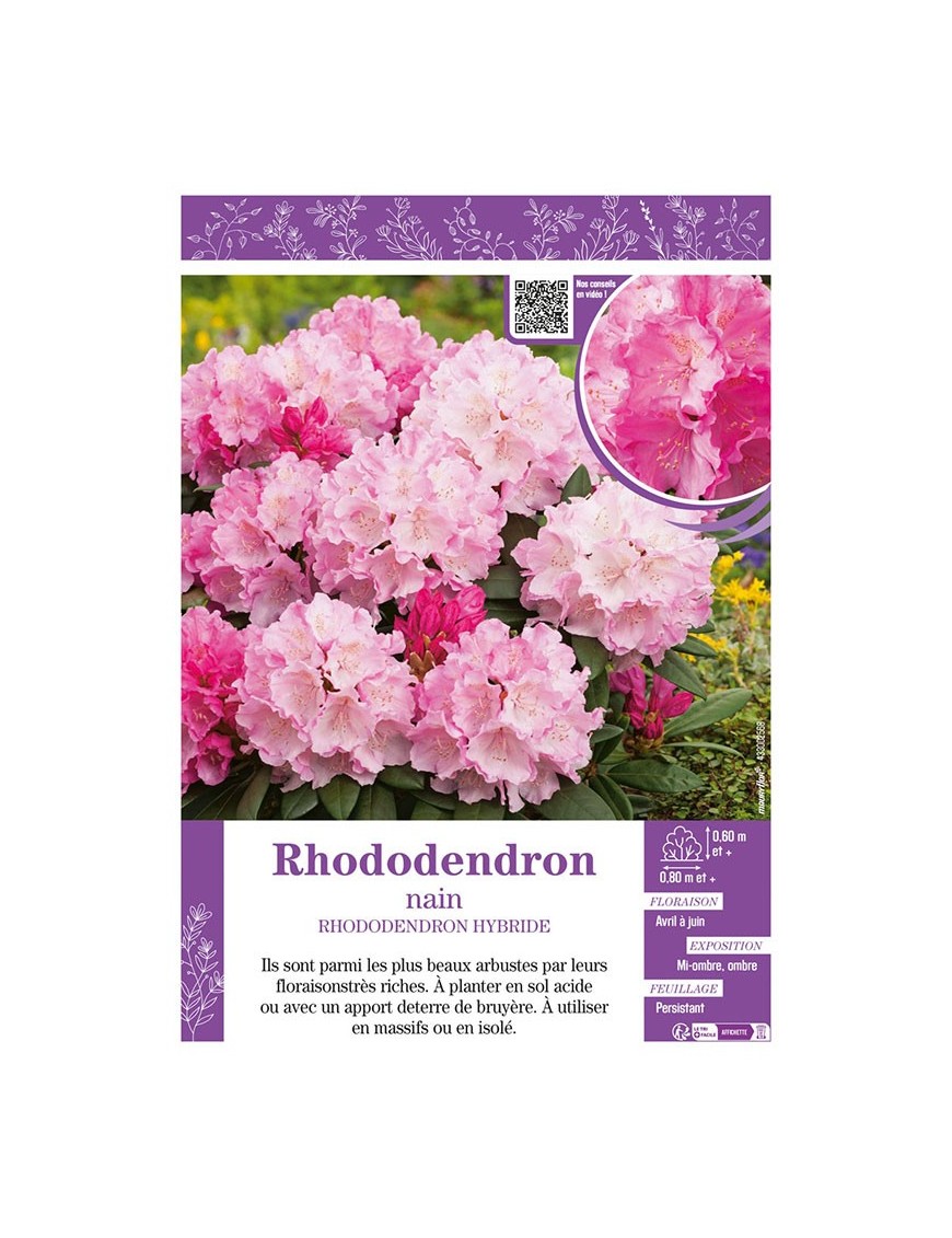 RHODODENDRON HYBRIDE NAIN (rose)