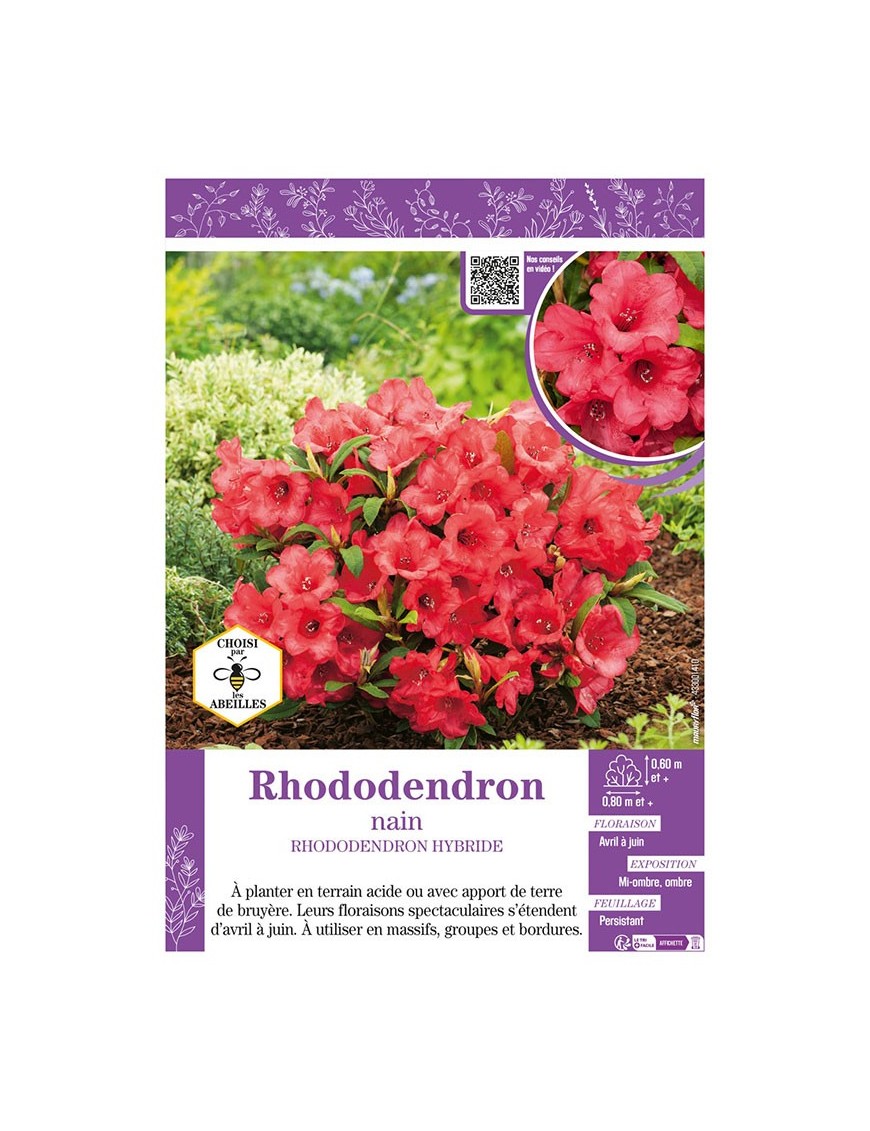 RHODODENDRON HYBRIDE NAIN (rouge)