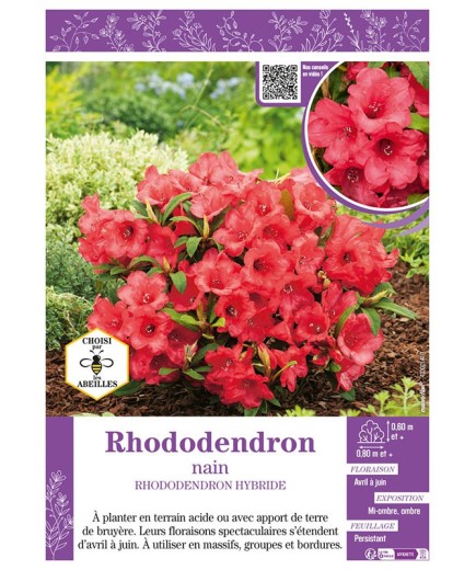 RHODODENDRON HYBRIDE NAIN (rouge)
